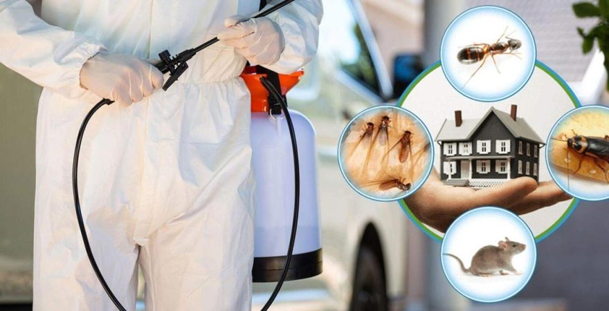 Kulu Böcek İlaçlama