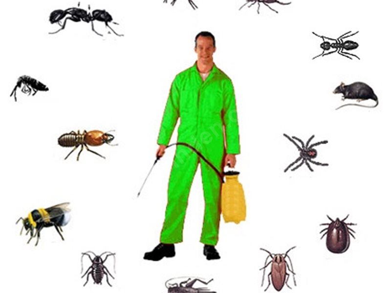 Kulu Böcek İlaçlama